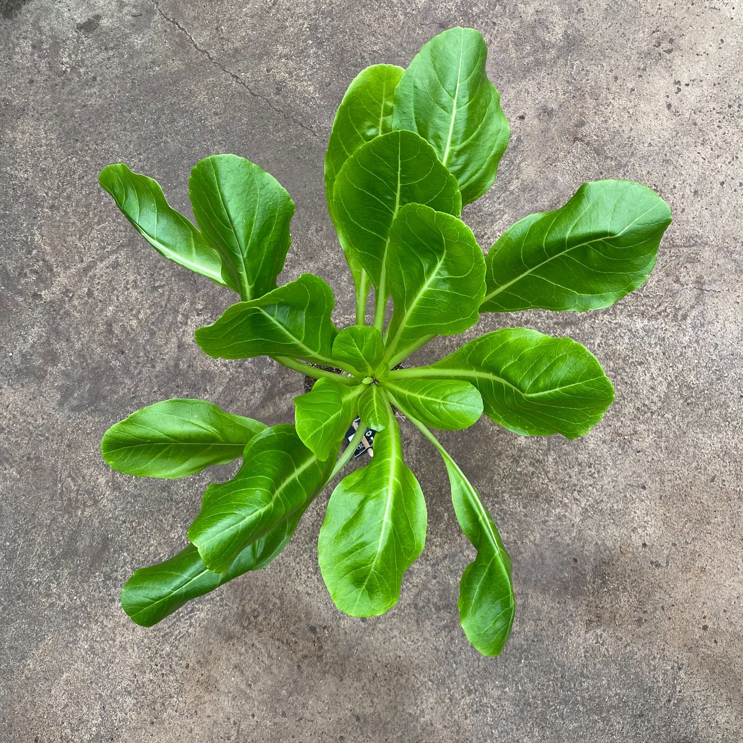 Brighamia Insignes