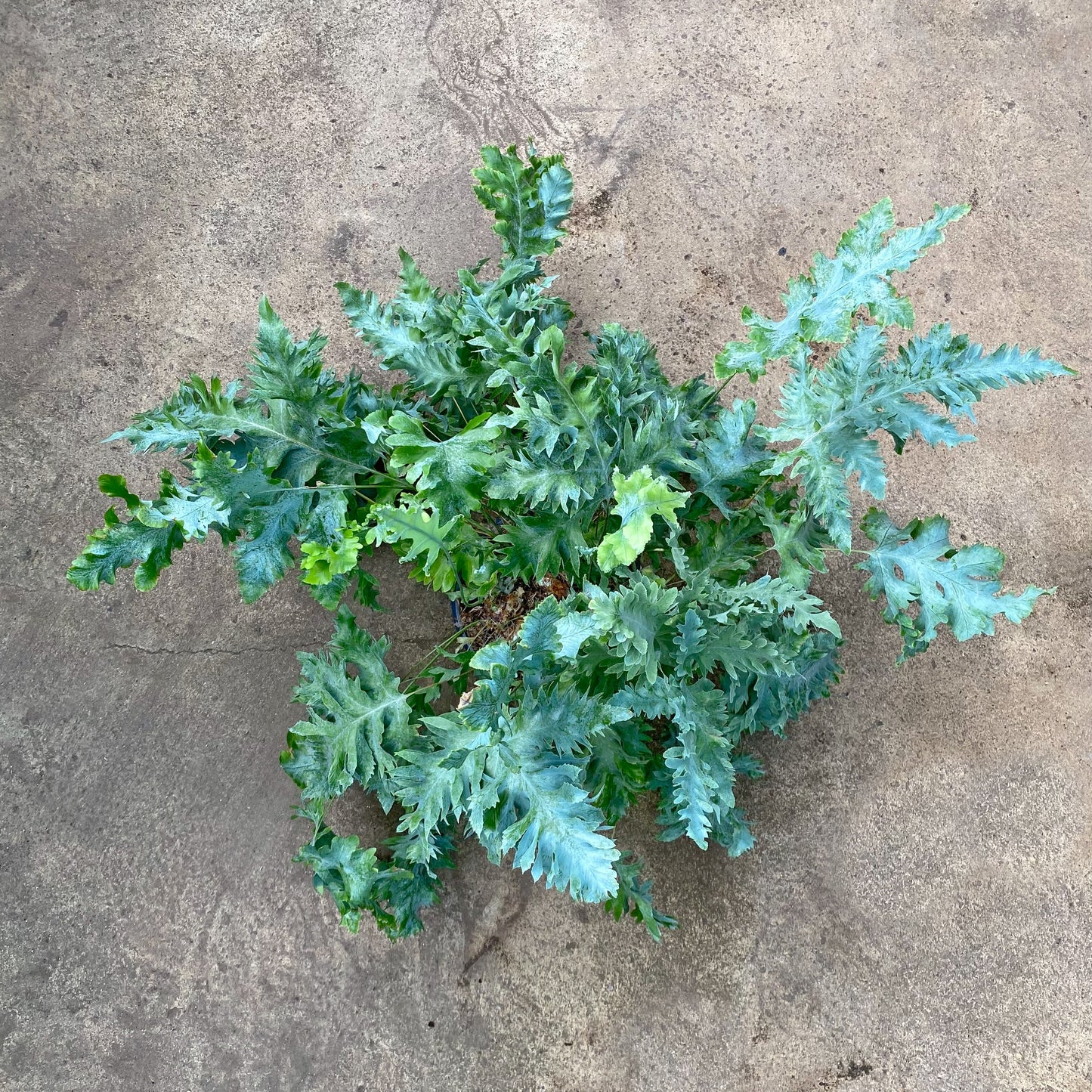 Blue Star Fern