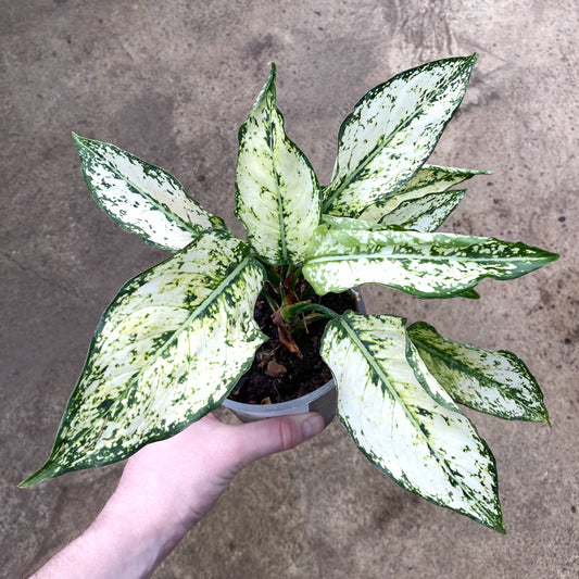 Aglaonema White Kiwi