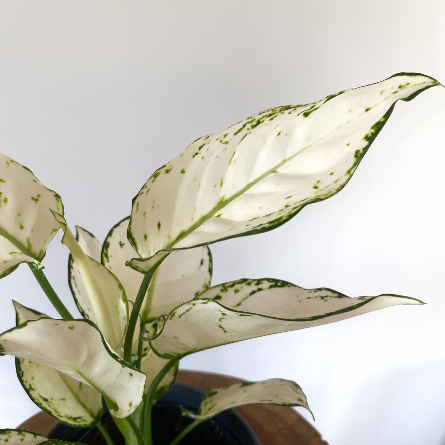 Aglaonema White Joy