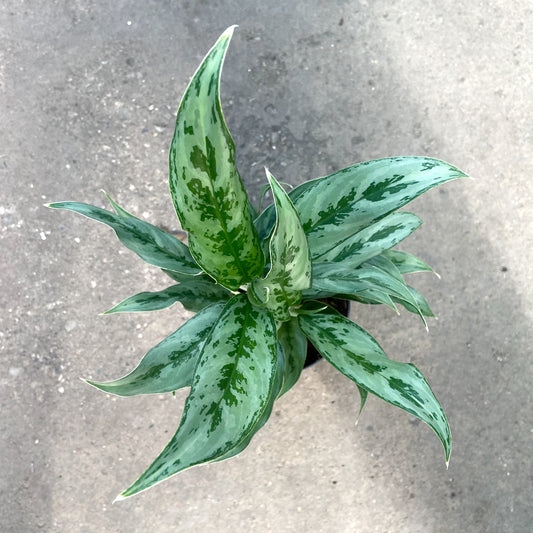 Aglaonema Silver Queen